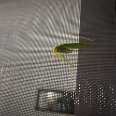 Tettigoniidae