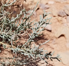 Anabasis articulata image