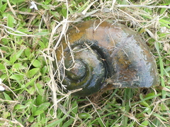 Pomacea maculata