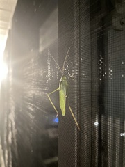 Tettigoniidae
