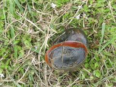 Pomacea maculata