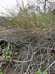 Austrostipa elegantissima