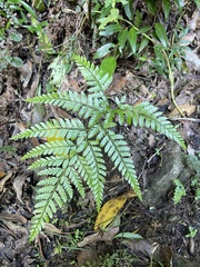 Dryopteridoideae