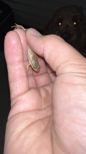 Boreal Chorus Frog photographed in South Dakota