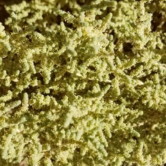 Salsoloideae