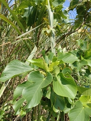 Acalypha angatensis