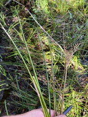 Juncus militaris