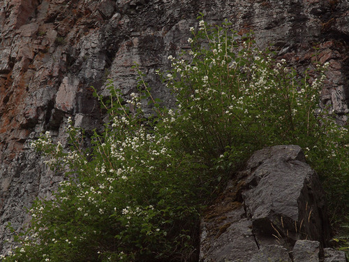 Philadelphus lewisii, photographed by an iNaturalist contributor