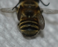 Megachile petulans