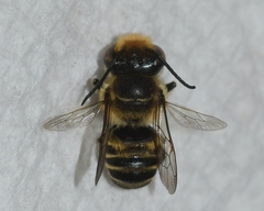 Megachile petulans