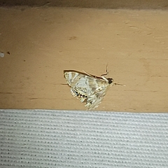 Petrophila canadensis