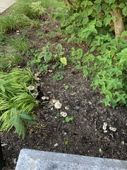 Lepiota cristata