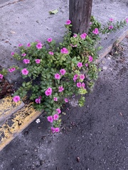 Catharanthus roseus