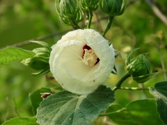 Hibiscus lasiocarpos