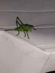 Tettigonia viridissima