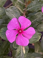 Catharanthus roseus