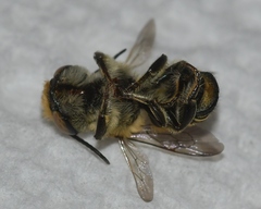 Megachile petulans