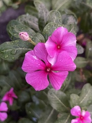 Catharanthus roseus