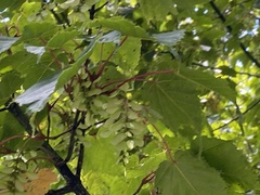 Acer morrisonense