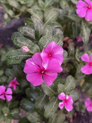 Catharanthus roseus