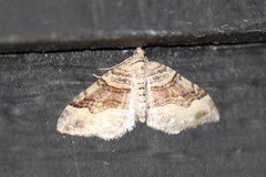 Xanthorhoe defensaria