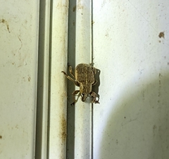 Brachypera zoilus