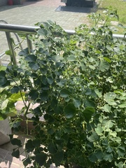 Polyscias balfouriana