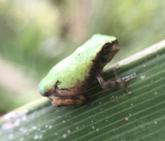 Hyla avivoca
