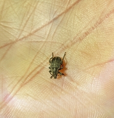 Brachypera zoilus