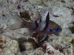Pristicon trimaculatus