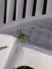 Tettigonia viridissima