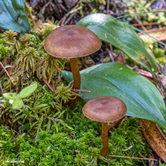 Cortinarius semisanguineus