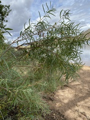 Salix exigua