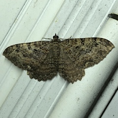 Rheumaptera meadii