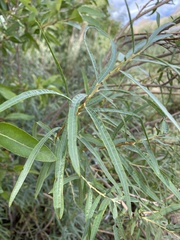 Salix exigua