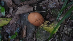 Calvatia craniiformis