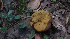 Calvatia craniiformis