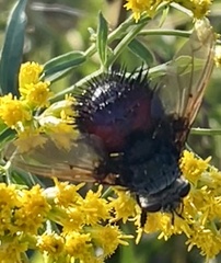 Juriniopsis