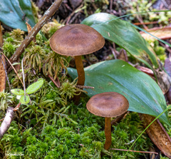 Cortinarius semisanguineus