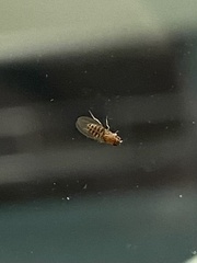 Drosophila busckii