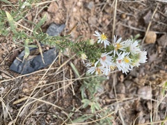 Symphyotrichum falcatum