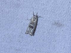 Microcrambus minor