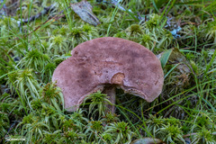 Lactarius helvus