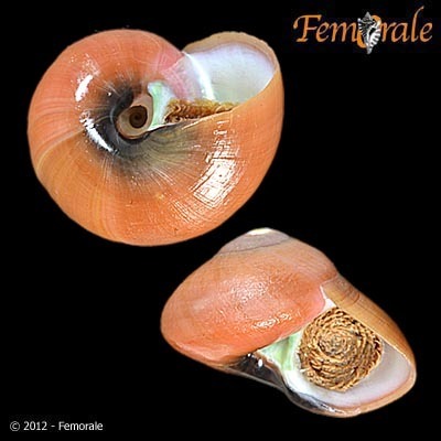 Red Foot Moon Snail (Norrisia norrisii) Species Profile