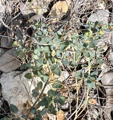 Euphorbia fendleri