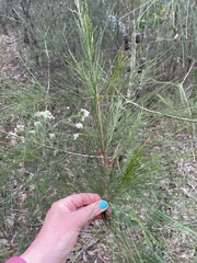 Allocasuarina