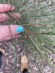 Allocasuarina