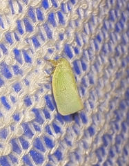 Flatormenis proxima