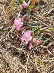 Convolvulus