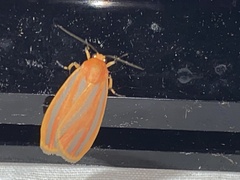 Hypoprepia miniata